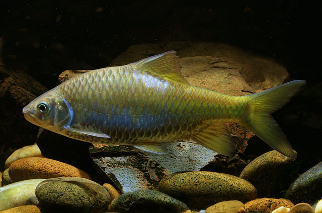 (Poropuntius) Род ПОРОПУНТИУСЫ 38 видов